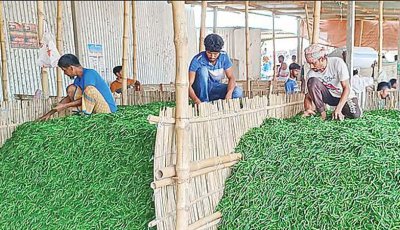 সাঁথিয়ায় মরিচের বাম্পার ফলনেও লোকসানে কৃষক