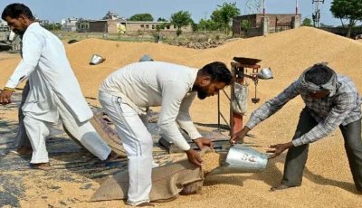 ভারতে অস্বাভাবিক গরমের আশঙ্কা, ঝুঁকিতে শস্য উৎপাদন
