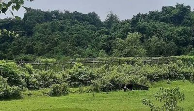 উখিয়া সীমান্তে মাইন বিস্ফোরণে উড়ে গেল যুবকের পা