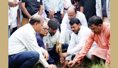 জাতীয়তাবাদী পেশাজীবী দলের বৃক্ষরোপণ কর্মসূচির উদ্বোধন