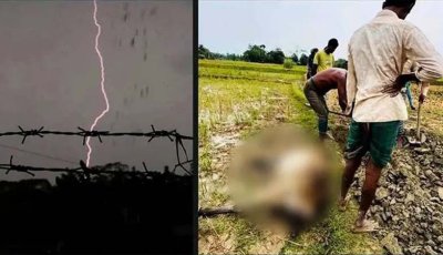 পটুয়াখালীতে বজ্রপাতে ৪ জনের মৃত্যু, প্রাণ গেছে অর্ধশতাধিক গরুর
