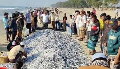 এক জালে ধরা পড়লো ১০৬ মণ ছুরি-ফাইস্যা মাছ, ৯ লাখে বিক্রি