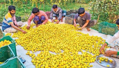 কুল উৎপাদনে রাজশাহী শীর্ষে