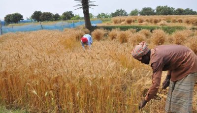 গমের ফলনে খুশি চাষিরা