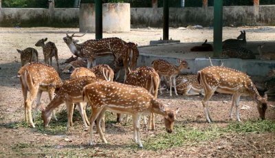 পরিবর্তন হচ্ছে রাজশাহী বোটানিক্যাল গার্ডেনের নাম, বিক্রি করা হবে হরিণও