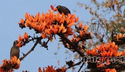 বসন্তের আগেই দেখা মিলেছে পলাশ-শিমুলের