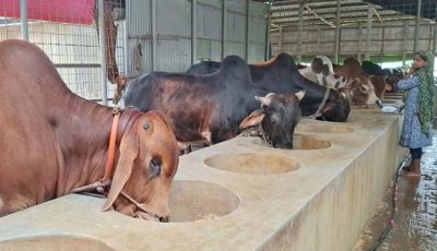 সিরাজগঞ্জে ৩৫০ কোটি টাকার কোরবানির বাজার