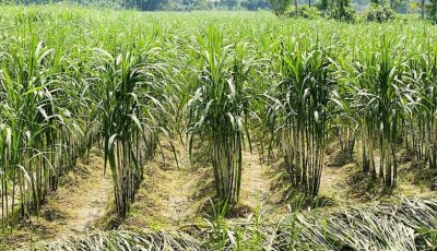 রাজশাহী অঞ্চলে এক দশকে কমেছে ৫২ শতাংশ আখচাষ