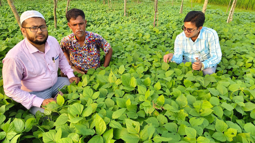পবায় মাসকলাইয়ের বাম্পার ফলনের সম্ভাবনা