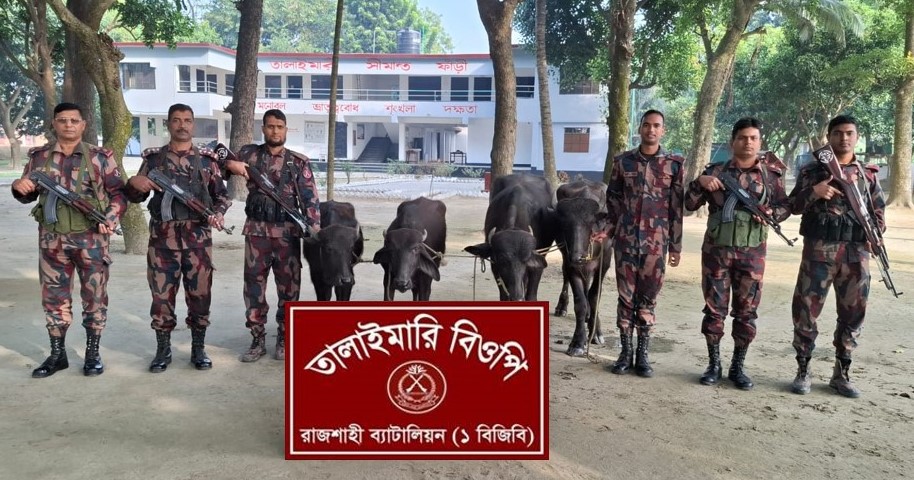 রাজশাহী সীমান্তে চোরাচালান দমন অভিযানে ভারতীয় মহিষ আটক