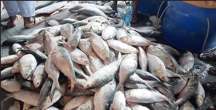 ভরা মৌসুমে ইলিশের আহরণ কমেছে ২৩ শতাংশ